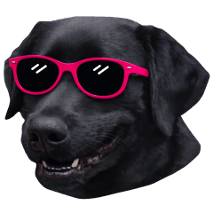 Riva the black Labrador